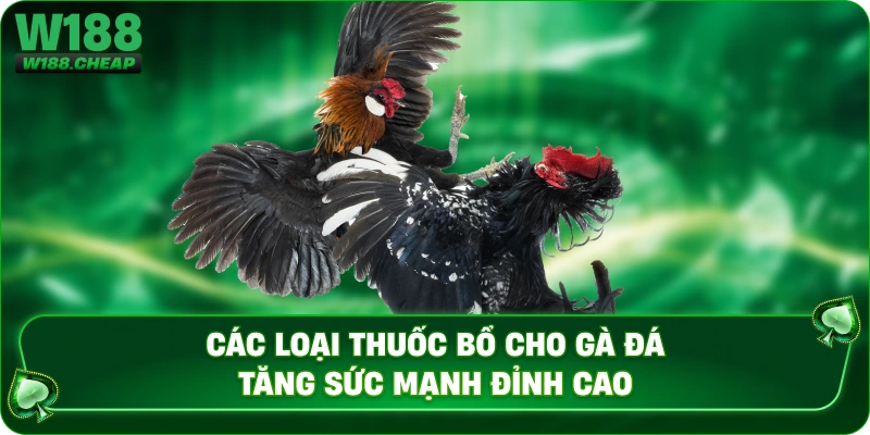 Các Loại Thuốc Bổ Cho Gà Đá Tăng Sức Mạnh Đỉnh Cao