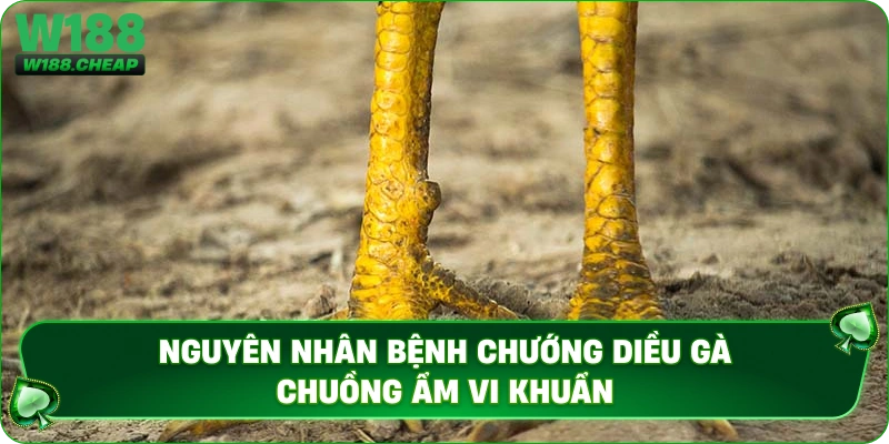 Nguyên nhân bệnh chướng diều gà chuồng ẩm vi khuẩn