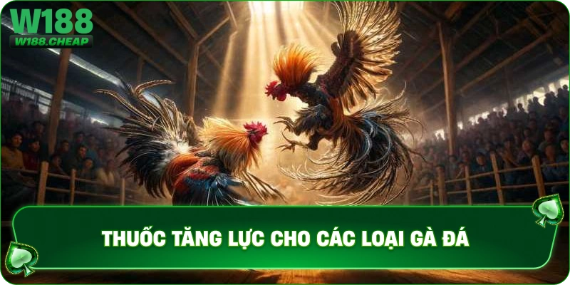Thuốc tăng lực cho các loại gà đá